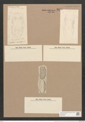 Amphora cuneata Cleve (de-Toni-Nr.: Genus 36, Species 1602) Zeichnungen Sammlung Grunow Nr. 3079 (NHMW-BOT-W0370484)